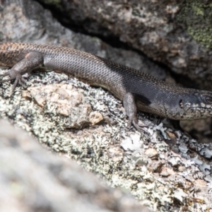 Egernia saxatilis intermedia at Namadgi National Park - 7 Jan 2024 11:26 AM