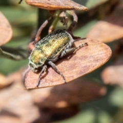 Diphucephala sp. (genus) (Green Scarab Beetle) at Tharwa, ACT - 7 Jan 2024 by SWishart
