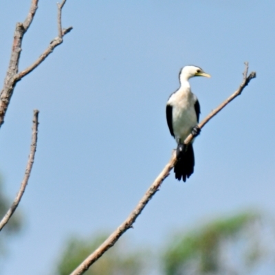 Microcarbo melanoleucos (Little Pied Cormorant) at Jerrabomberra Wetlands - 11 Jan 2024 by Thurstan