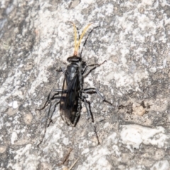 Fabriogenia sp. (genus) (Spider wasp) at Tharwa, ACT - 7 Jan 2024 by SWishart