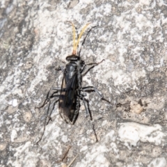 Fabriogenia sp. (genus) (Spider wasp) at Namadgi National Park - 7 Jan 2024 by SWishart