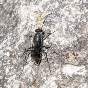 Fabriogenia sp. (genus) at Namadgi National Park - 7 Jan 2024 01:20 PM