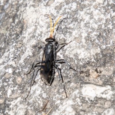 Fabriogenia sp. (genus) (Spider wasp) at Tharwa, ACT - 7 Jan 2024 by SWishart