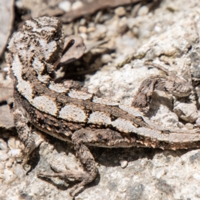 Amphibolurus muricatus at Tharwa, ACT - 7 Jan 2024 by SWishart