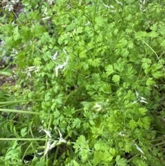 Fumaria capreolata (White Fumitory) at Kangaroo Valley, NSW - 11 Jan 2024 by lbradley