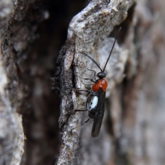 Braconidae (family) (Unidentified braconid wasp) at Higgins, ACT - 8 Jan 2024 by Trevor