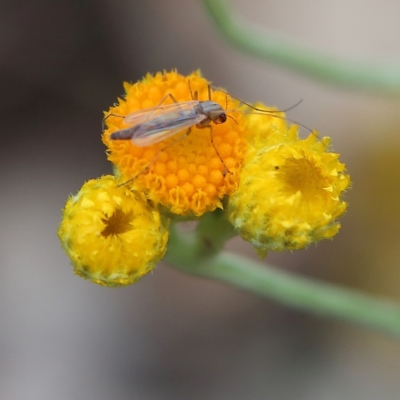 Chironomidae (family) (Non-biting Midge) at Higgins Woodland - 8 Jan 2024 by Trevor