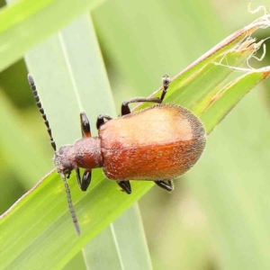 Ecnolagria grandis at Sullivans Creek, Turner - 5 Jan 2024