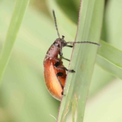 Ecnolagria grandis at Sullivans Creek, Turner - 5 Jan 2024