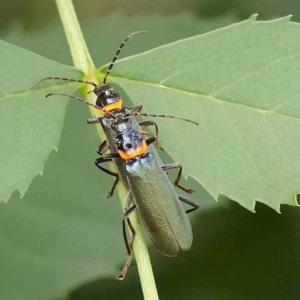 Chauliognathus lugubris at Sullivans Creek, Turner - 5 Jan 2024