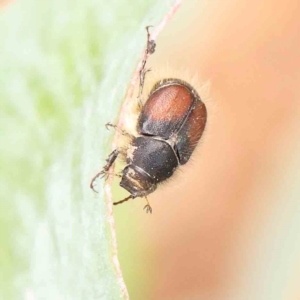 Liparetrus sp. (genus) at Sullivans Creek, Turner - 5 Jan 2024