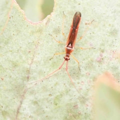 Rayieria sp. (genus) (Mirid plant bug) at Turner, ACT - 5 Jan 2024 by ConBoekel