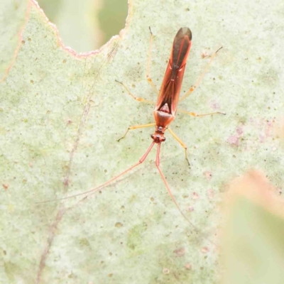 Rayieria sp. (genus) (Mirid plant bug) at Turner, ACT - 5 Jan 2024 by ConBoekel