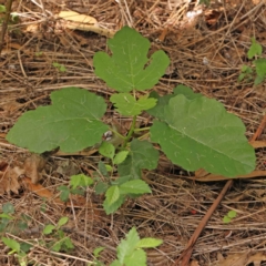 Ficus carica (Fig) at Sullivans Creek, Turner - 5 Jan 2024 by ConBoekel