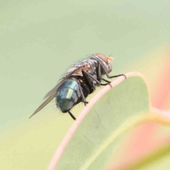 Calliphoridae (family) (Unidentified blowfly) at Turner, ACT - 5 Jan 2024 by ConBoekel