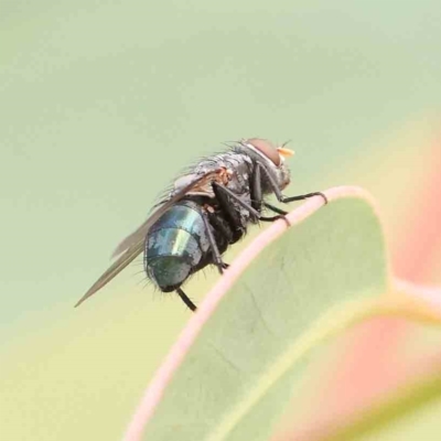 Calliphoridae (family) (Unidentified blowfly) at Turner, ACT - 5 Jan 2024 by ConBoekel