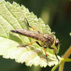 Unidentified Robber fly (Asilidae) at Turner, ACT - 5 Jan 2024 by ConBoekel