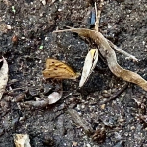 Heteronympha merope at GG182 - 11 Jan 2024