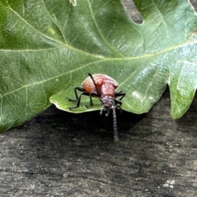 Ecnolagria grandis (Honeybrown beetle) at Namadgi National Park - 11 Jan 2024 by KMcCue