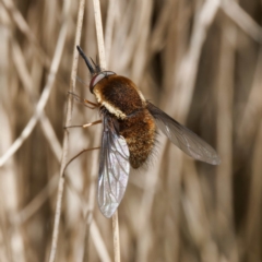 Staurostichus sp. (genus) (Unidentified Staurostichus bee fly) at Cotter River, ACT - 10 Jan 2024 by DPRees125