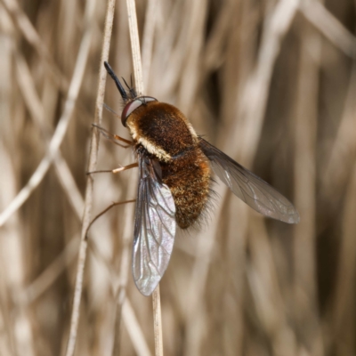 Staurostichus sp. (genus) (Unidentified Staurostichus bee fly) at Cotter River, ACT - 10 Jan 2024 by DPRees125