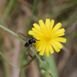 Syrphini sp. (tribe) at Namadgi National Park - 10 Jan 2024