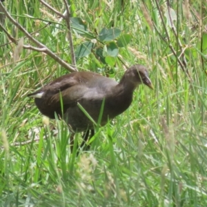 Gallinula tenebrosa at QPRC LGA - 11 Jan 2024 01:04 PM