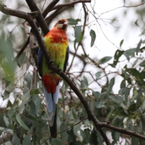 Platycercus eximius at QPRC LGA - 11 Jan 2024