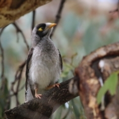 Manorina melanocephala (Noisy Miner) at Jerrabomberra, NSW - 11 Jan 2024 by RodDeb