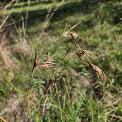 Themeda triandra (Kangaroo Grass) at QPRC LGA - 11 Jan 2024 by Csteele4