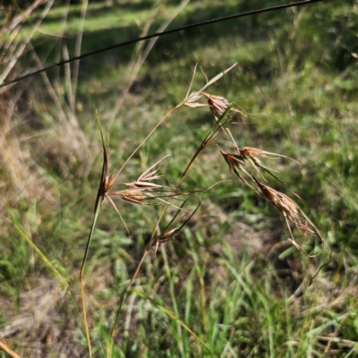 Themeda triandra (Kangaroo Grass) at Gidleigh TSR - 11 Jan 2024 by Csteele4