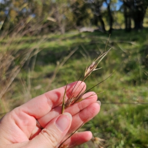 Themeda triandra at QPRC LGA - 11 Jan 2024 05:56 PM