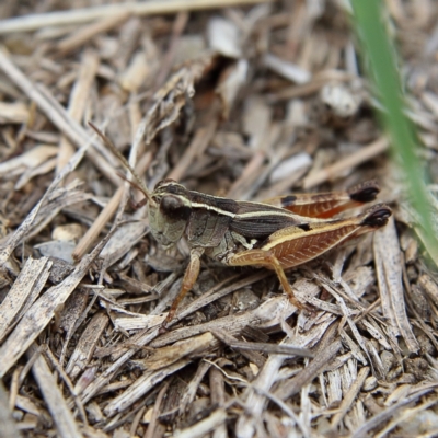 Phaulacridium vittatum (Wingless Grasshopper) at Higgins, ACT - 10 Jan 2024 by Trevor