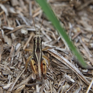 Phaulacridium vittatum at Higgins Woodland - 10 Jan 2024 01:02 PM