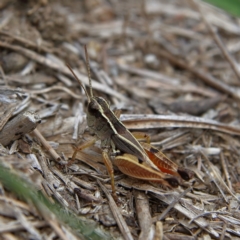 Phaulacridium vittatum at Higgins Woodland - 10 Jan 2024 01:02 PM