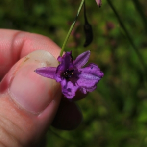 Arthropodium fimbriatum at QPRC LGA - 11 Jan 2024