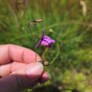 Arthropodium fimbriatum at QPRC LGA - 11 Jan 2024