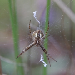 Gea theridioides (An orb weaver spider) at Higgins, ACT - 10 Jan 2024 by Trevor