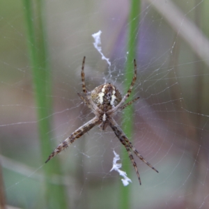 Gea theridioides at Higgins Woodland - 10 Jan 2024 01:39 PM