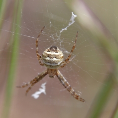 Gea theridioides at Higgins Woodland - 10 Jan 2024 01:39 PM