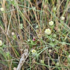 Tolpis barbata (Yellow Hawkweed) at The Pinnacle - 10 Jan 2024 by sangio7