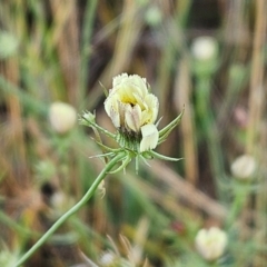 Tolpis barbata at The Pinnacle - 11 Jan 2024