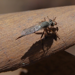 Cerdistus sp. (genus) at Higgins Woodland - 10 Jan 2024