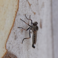 Cerdistus sp. (genus) (Slender Robber Fly) at Higgins Woodland - 10 Jan 2024 by Trevor