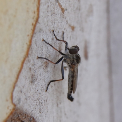 Unidentified Robber fly (Asilidae) at Higgins, ACT - 10 Jan 2024 by Trevor
