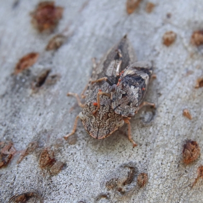 Stenocotis depressa (Leafhopper) at Higgins Woodland - 10 Jan 2024 by Trevor