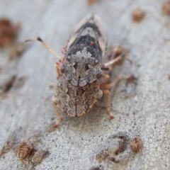 Stenocotis depressa at Higgins Woodland - 10 Jan 2024