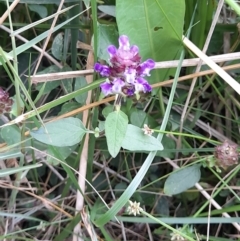 Prunella vulgaris (Self-heal, Heal All) at Acton, ACT - 11 Jan 2024 by VanceLawrence