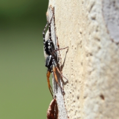 Nyssus coloripes (Spotted Ground Swift Spider) at Higgins, ACT - 10 Jan 2024 by Trevor