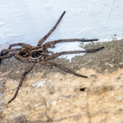 Unidentified Wolf spider (Lycosidae) at Penrose, NSW - 8 Jan 2024 by Aussiegall
